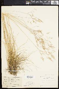 Deschampsia flexuosa image