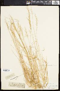 Deschampsia flexuosa image