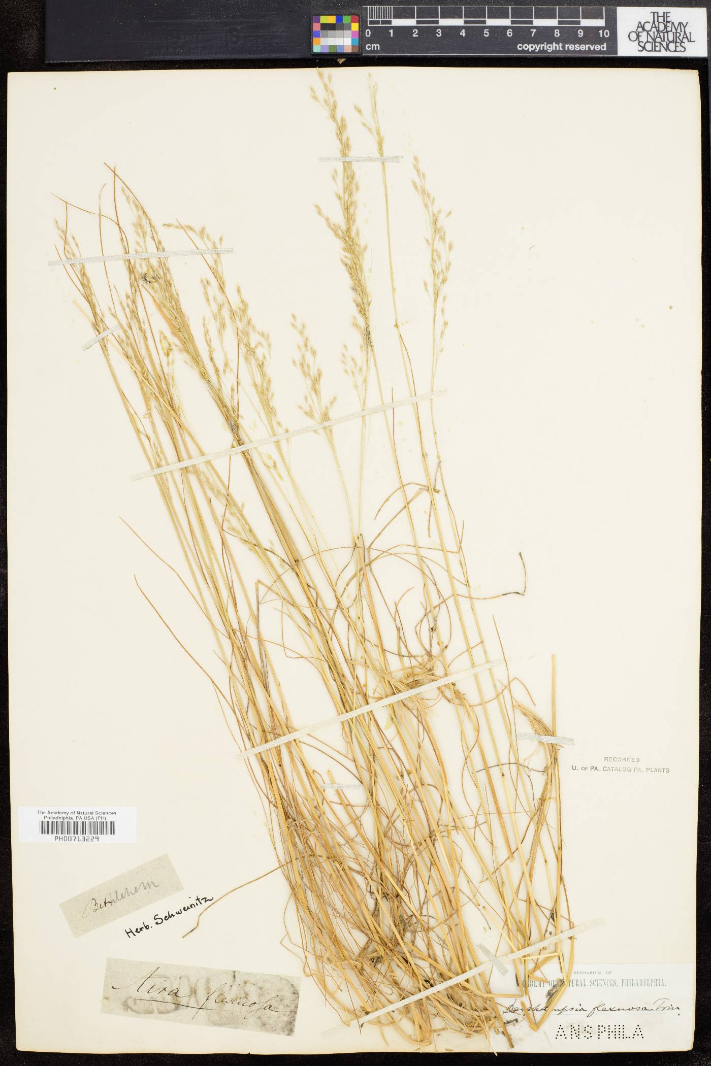 Deschampsia flexuosa image