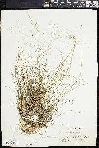 Deschampsia flexuosa image