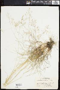 Deschampsia flexuosa image