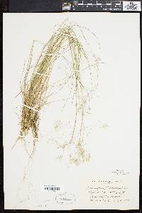 Deschampsia flexuosa image