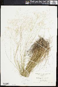 Deschampsia flexuosa image