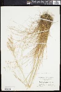 Deschampsia flexuosa image