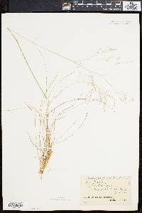 Deschampsia flexuosa image