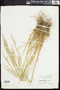 Deschampsia flexuosa image