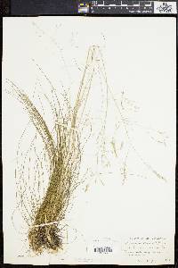 Deschampsia flexuosa image