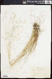 Deschampsia flexuosa image