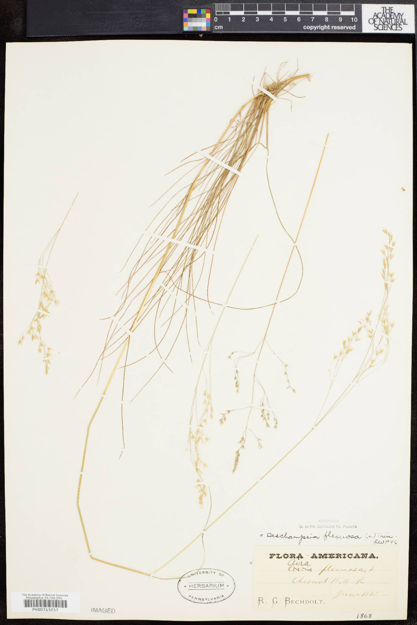 Deschampsia flexuosa image