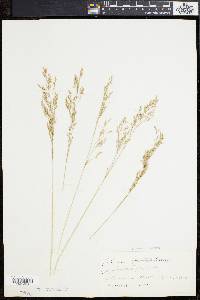 Deschampsia flexuosa image