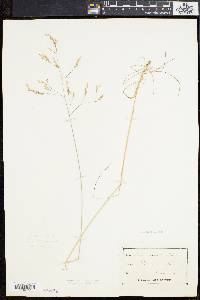 Deschampsia flexuosa image