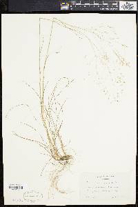 Deschampsia flexuosa image