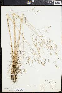 Deschampsia flexuosa image