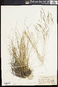 Deschampsia flexuosa image