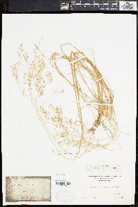 Deschampsia flexuosa image