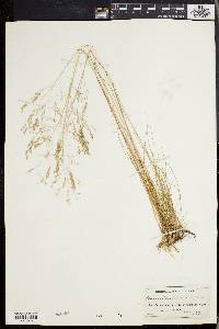 Deschampsia flexuosa image