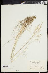 Deschampsia flexuosa image