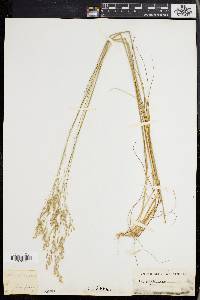 Deschampsia flexuosa image