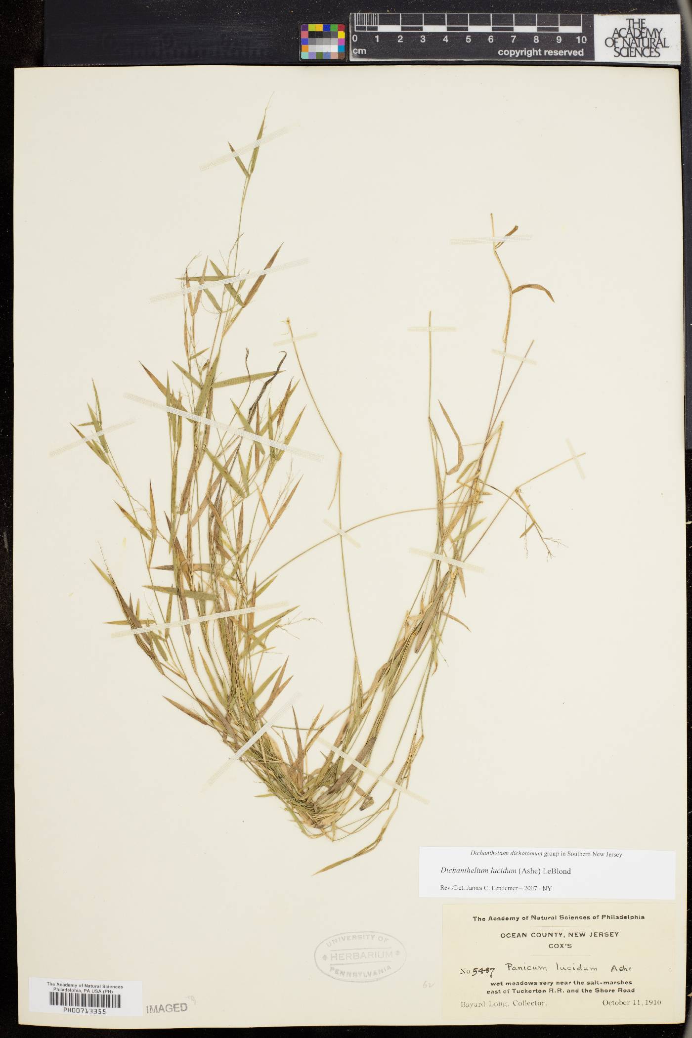 Dichanthelium lucidum image