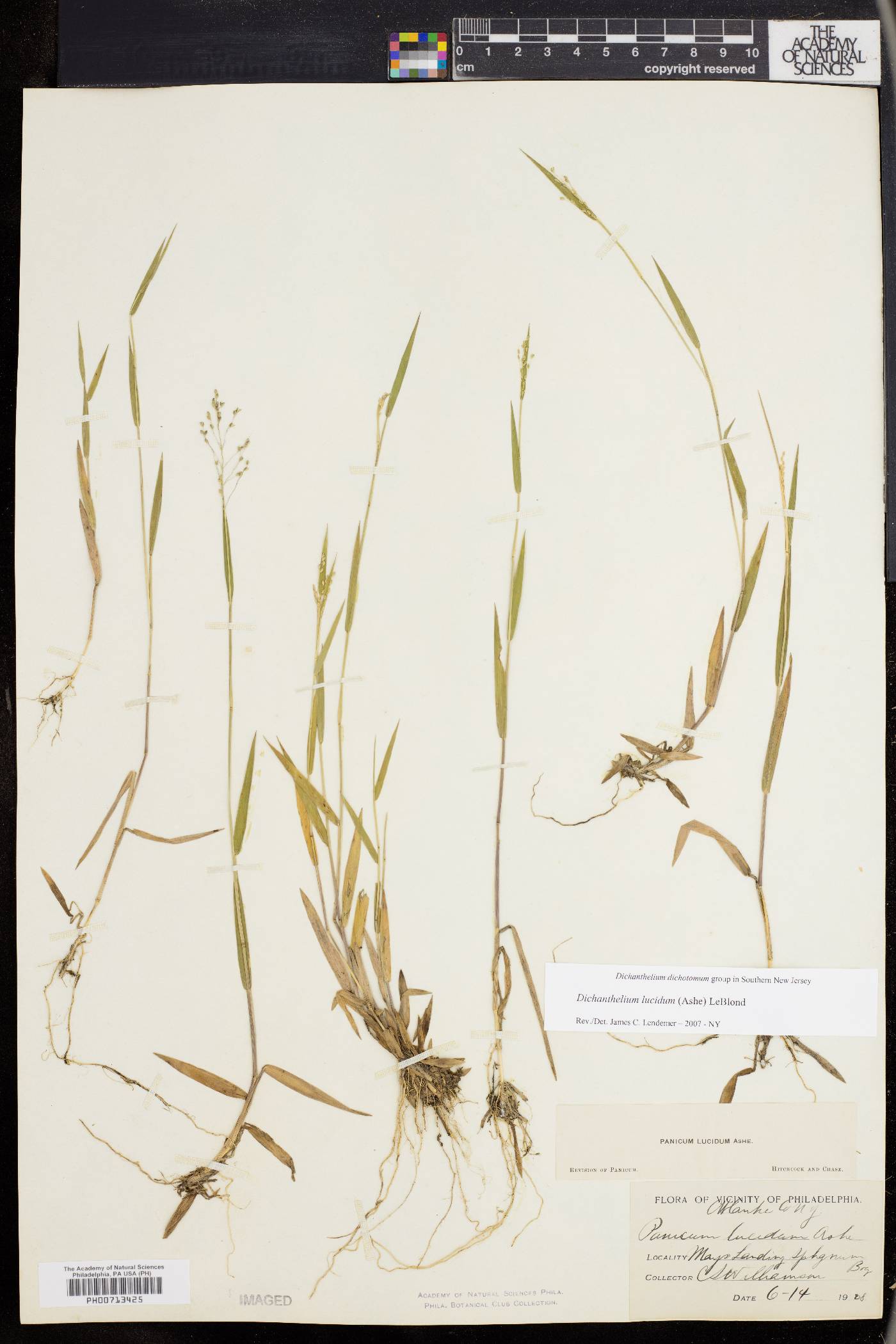 Dichanthelium lucidum image