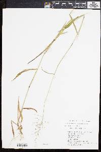 Dichanthelium dichotomum subsp. mattamuskeetense image