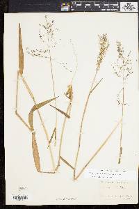 Dichanthelium dichotomum subsp. mattamuskeetense image