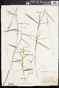 Dichanthelium dichotomum subsp. mattamuskeetense image