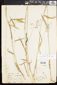 Dichanthelium dichotomum subsp. mattamuskeetense image