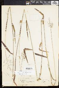 Dichanthelium dichotomum subsp. mattamuskeetense image