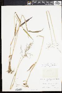 Dichanthelium dichotomum subsp. mattamuskeetense image