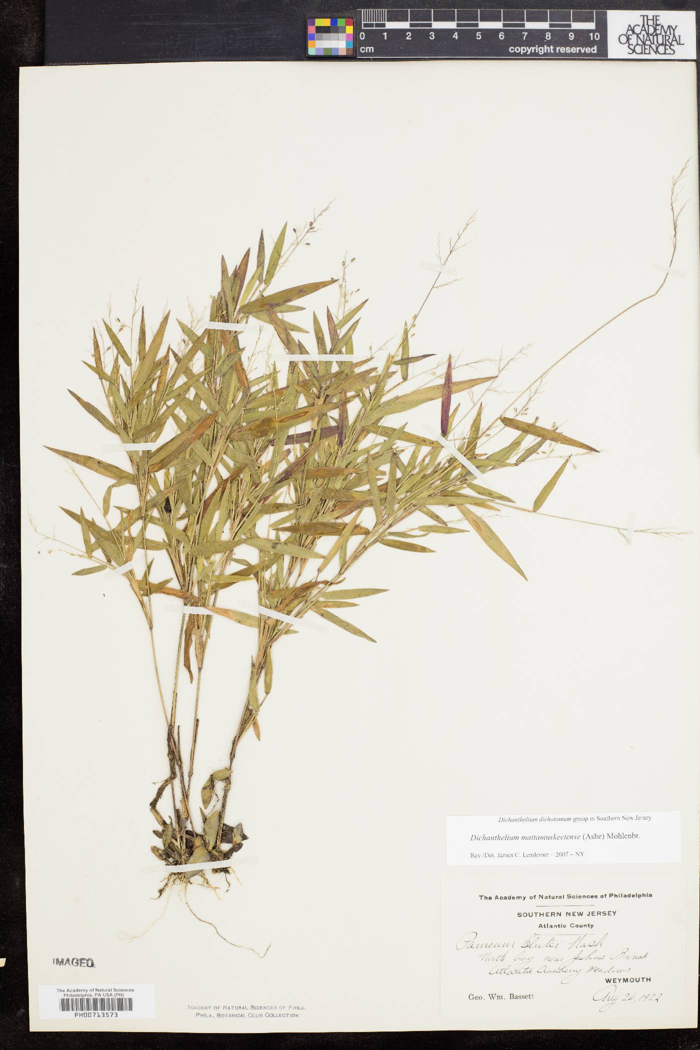 Dichanthelium dichotomum subsp. mattamuskeetense image