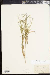 Dichanthelium dichotomum subsp. mattamuskeetense image