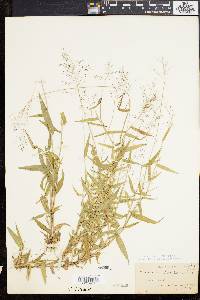 Panicum microcarpon image