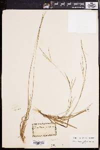 Digitaria filiformis image