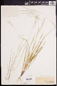 Digitaria filiformis image