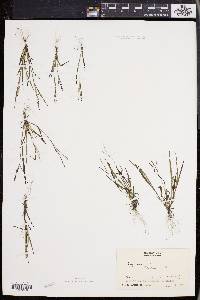 Digitaria ischaemum image