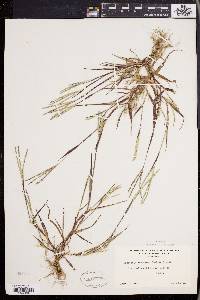 Digitaria ischaemum image