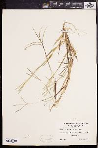 Digitaria ischaemum image