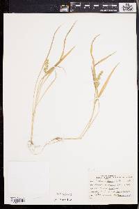 Echinochloa colona image