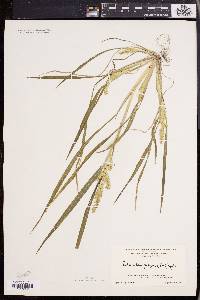 Echinochloa muricata var. muricata image