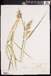 Echinochloa muricata var. muricata image