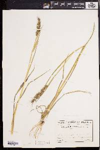 Echinochloa muricata var. muricata image