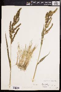 Echinochloa muricata var. muricata image