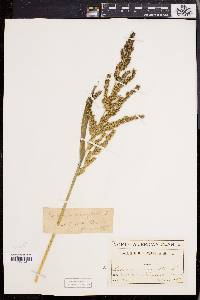 Echinochloa muricata var. muricata image