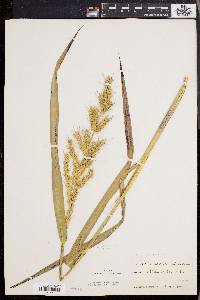 Echinochloa muricata var. muricata image