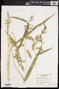 Echinochloa muricata var. muricata image