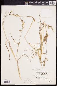 Echinochloa muricata var. muricata image