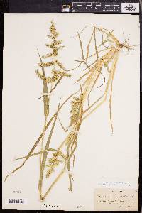 Echinochloa muricata var. muricata image