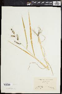 Echinochloa muricata var. muricata image