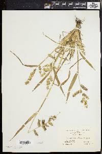 Echinochloa muricata var. muricata image